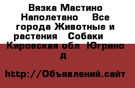 Вязка Мастино Наполетано  - Все города Животные и растения » Собаки   . Кировская обл.,Югрино д.